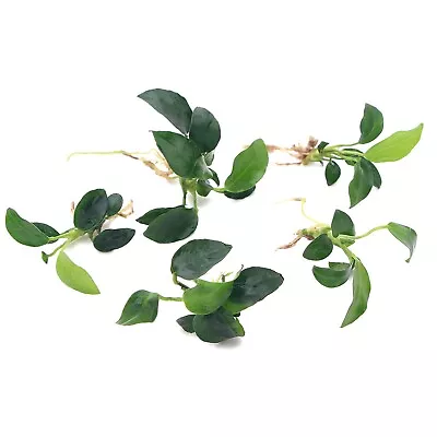 £10.55 • Buy 5x Anubias Nana Petite Live Aquarium Aquatic Plants Ideal On Wood Aqua Scaping