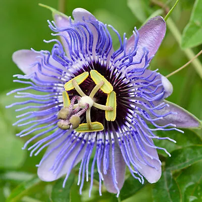£12.99 • Buy Passiflora Amethyst Passion Flower Outdoor Evergreen Garden Climber 9cm Pot