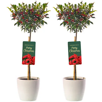 Standard Holly Tree | Hardy Evergreen Red Berry Ilex Lollipop | In Deco Pot • £39.99