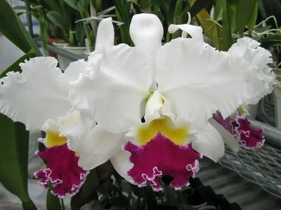 $25 • Buy Orchid Plant 0344. Cattleya Mikkie Nagata 'Orchidlibrary' Nice Plant In 100mm Po