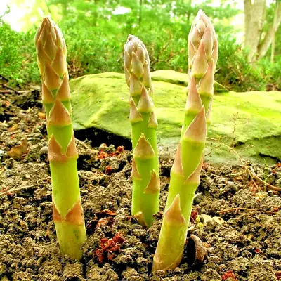 150+ Asparagus Seeds Perennial Spring Garden Vegetable Heirloom Non-gmo Usa • $2.99