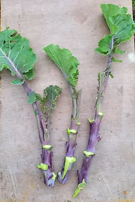 Taunton Deane Perennial Kale - 3 Fresh Healthy Unrooted Cuttings 1st Class Post • £9.99