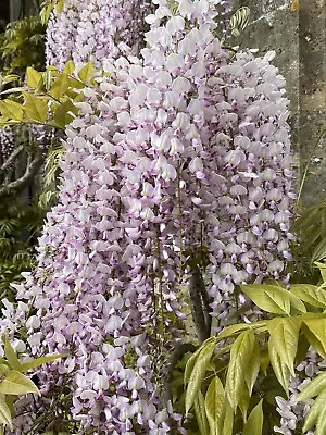 Wisteria Floribunda Macrobotrys Plant 2L 80-100cm Climber • £17.99