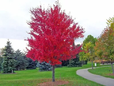 $3.97 • Buy 25+ Red Japanese Maple Bonsai Tree Lawn Garden Plant Seeds Ornamental Rare Odd