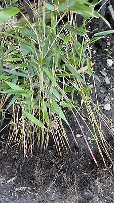 Red Bamboo Asian Wonder Hardy Garden Plants Easy To Grow Small Clump • £13.99