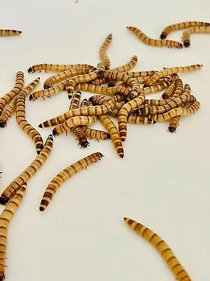 100 Large Superworms - Live -  2  - Cupped • $12.99