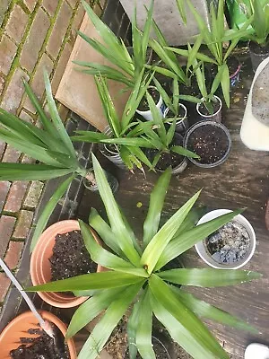 Palm Tree Plants • £8