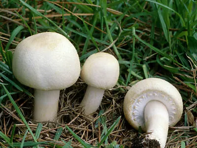 2 X 42gr./(1.5 Oz)Agaricus Arvensis HORSE Mushroom Spawn Spores Seeds Mycelium • $12.99