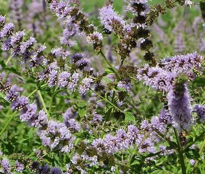 SPEARMINT Mentha Spicata - 1500 Bulk Seeds • £20.08