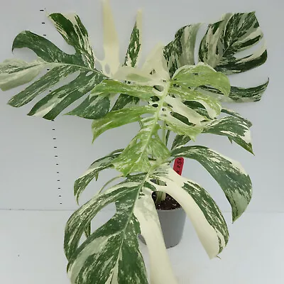 Variegated Monstera Albo #15A Rooted **Ships In 6  Pot • $77