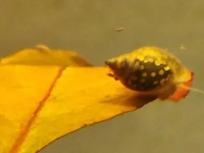 £1.50 • Buy Bladder Snails Pond Aquarium Dwarf Puffer Loach Food Physella Tadpole Snail