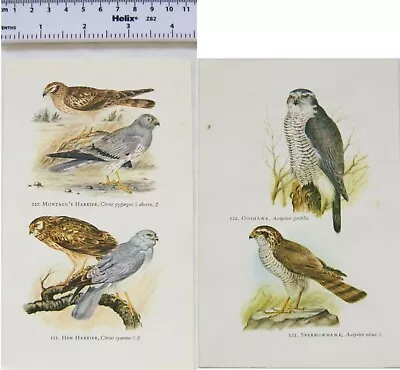 £1.50 • Buy Coloured Illustration: Goshawk, Sparrowhawk, Montagu's Harrier, Hen Harrier