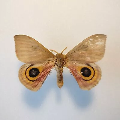 RARE Automeris Louisiana Topotype Specimen Saturniidae Mounted Silkmoth USA Moth • $24.99