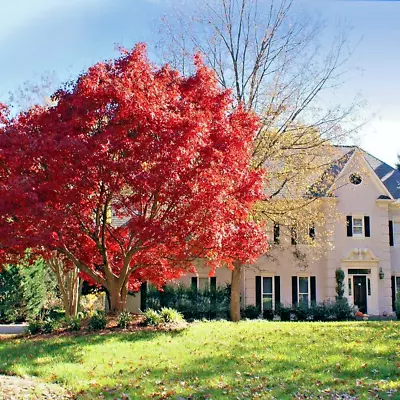 $6.95 • Buy 10 Red Japanese Maple Tree Seeds Palmatum Atropurpureum Cold Hardy Bonsai Plant