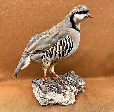 Vintage Taxidermy CHUKAR Partridge Grouse Pheasant Upland Game Bird Art Mount • $99.44