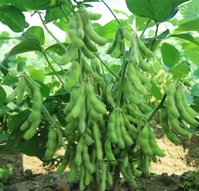 60 Edamame Soy Bean Seeds /Asian Japanese Vege/浙农8号毛豆种子/2022新！ • $9