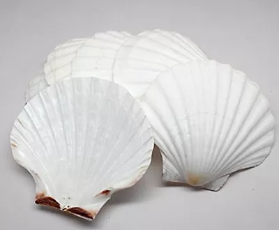 $18.95 • Buy King Scallop Grilling Shells Set Of 10, Irish Baking Shells Beach Wedding Party