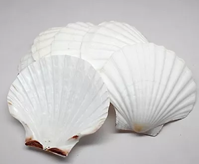 King Scallop Grilling Shells Set Of 10 Irish Baking Shells Beach Wedding Party • $18.95