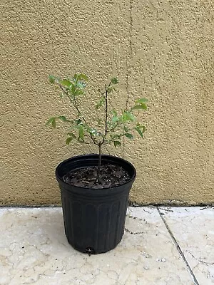 Ulmas Parviflora Varagata-variegated Chinese Elm SEEDLING ! Bonsai ! VERY RARE ! • $30