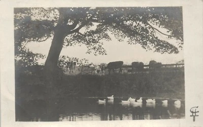 £5.95 • Buy Knutsford Cheshire Postcard 1906 Real Photographer Cows Ducks Local Photographer