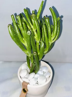 £8.99 • Buy Money Tree , Jade Plant - Crassula Ovata Gollum