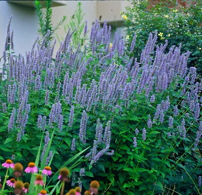 Blue Fortune Hummingbird Mint- Agastache- Anise Hyssop- Live Plant - Gallon Pot • $24.99