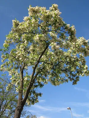 10 Black Locust Trees - Robinina Pseudoacacia - False Acacia 20cm Tall • £24.99