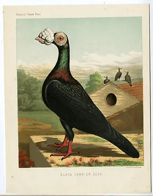 Antique Print-BIRDS-FANCY PIGEONS-COCK-Cassell-1885 • £37.64