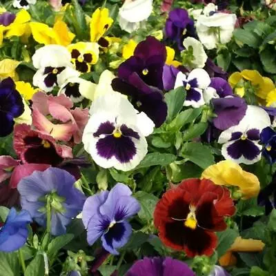 Pansy Swiss Giant Mixed Seeds Grow Your Own Flowers Baskets Simply Garden • £2.39