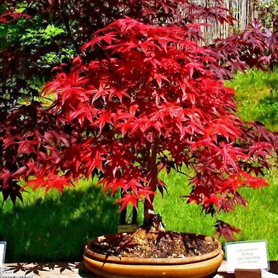 $7.95 • Buy 10 Red Japanese Maple Tree Seeds Palmatum Atropurpureum Cold Hardy Bonsai Plant