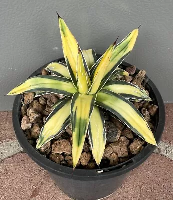 Agave Sun King Highly Variegated Established Well Rooted Plant • $399