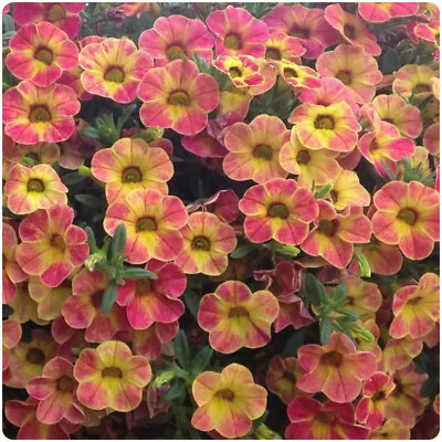 Calibrachoa Chameleon Sunshine Berry  X 5 Cutting Raised Basket Plug Plants • £13.99