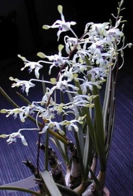 $22 • Buy Orchid Species-dendrobium Canaliculatum- Png Clone
