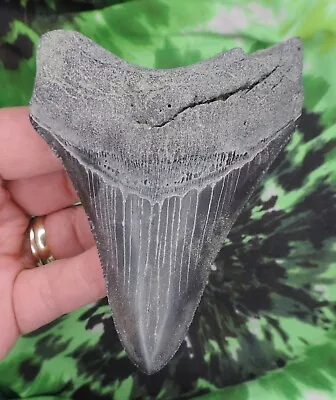 Megalodon Sharks Tooth 4 3/16  Inch NO RESTORATIONS Fossil Sharks Teeth Tooth • $53.87