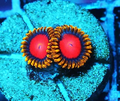 Dragon Eyes Zoa Zoanthids Paly Zoa SPS LPS Corals WYSIWYG • $4.99