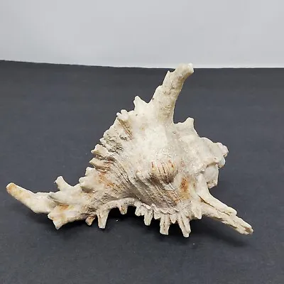 Large Natural Conch Sea Shell Murex Ramosus Real Home Decor 6  • $22.97