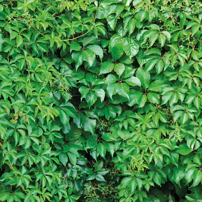 'Virginia Creeper' Parthenocissus Hardy Perennial Garden Plant 2L Pots T&M NEW • £51.99