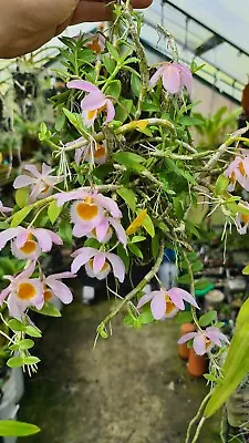 $8 • Buy Dendrobium Loddigesii Species Orchid - Established Aerial Offset/cutting 