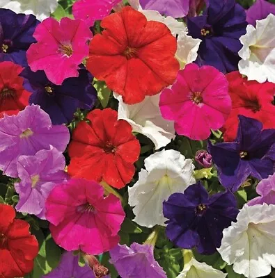 X15 Petunia Picobella MINI PLUG PLANTS Hanging Basket Garden Patio Tub Flowers • £8.99