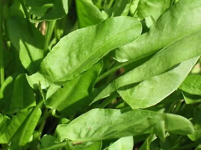 £1.95 • Buy Sorrel Rumex Acetosa Uk Sourced Natural Seed 0.9 Gram Sow By 10/2023 Breeder's