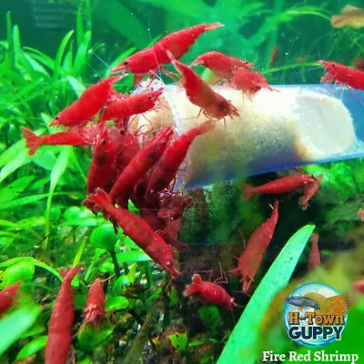 Fire Red Cherry - Freshwater Neocaridina Aquarium Shrimp. Live Guarantee • $75.95