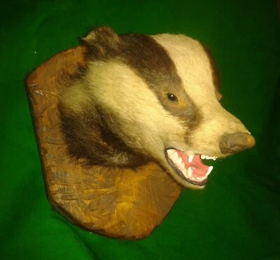 £274.95 • Buy BADGER MASK Trophy Hunting Taxidermy