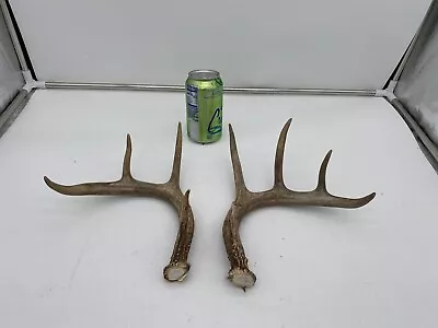 9 Point Big Wild Whitetail Deer Antler Shed Mount Antlers Decor Buck Horns Rack • $27.99