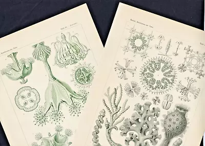 Haeckel Lithographs Marine  Sponges And Jellyfish 2 Rare Original Plates  1899 • $161.79