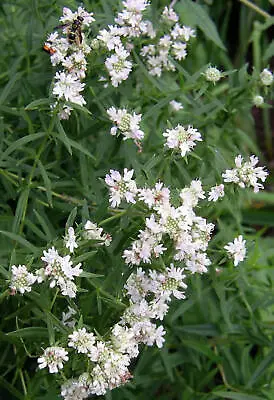 400 HAIRY MOUNTAIN MINT Pycnanthemum Pilosum Herb Flower Seeds • £2.41