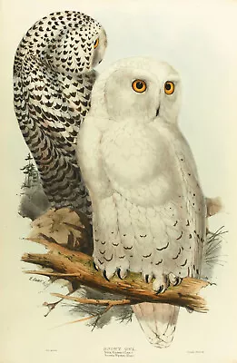 John Gould Native Owl Birds Print Art Painting Vintage Framed Canvas Australia • $46.97