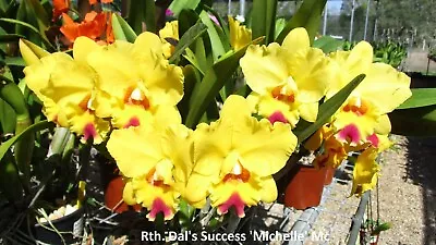 Orchid Cattleya Dal's Success 'Michelle' Mericlone • $15