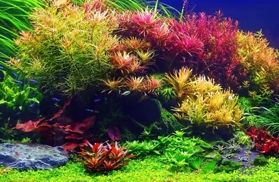 £7.50 • Buy 10x Live Aquarium Aquatic Tropical Fish Tank Plants Plant Coldwater Bunched 