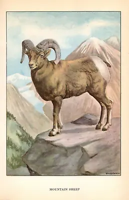 1926 Vintage ANIMALS  MOUNTAIN SHEEP  Full COLOR Art Plate Lithograph Print • $3.20