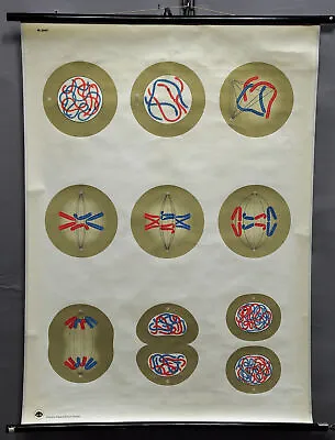 Pull-down Medical Poster Print Blue Red Vintage Wall Chart Cleavage Of Cells • $215.99